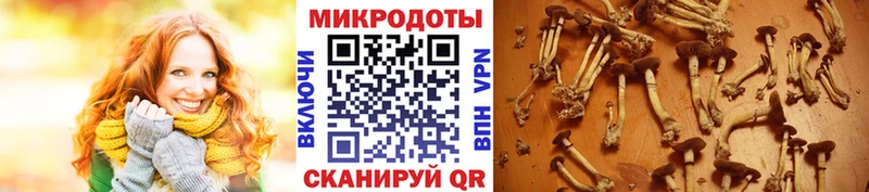 Галлюциногенные грибы Cubensis  купить наркоту  Хасавюрт 